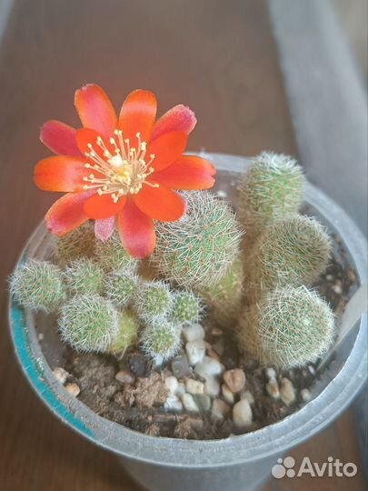 Коллекционные взрослые цветущие кактусы