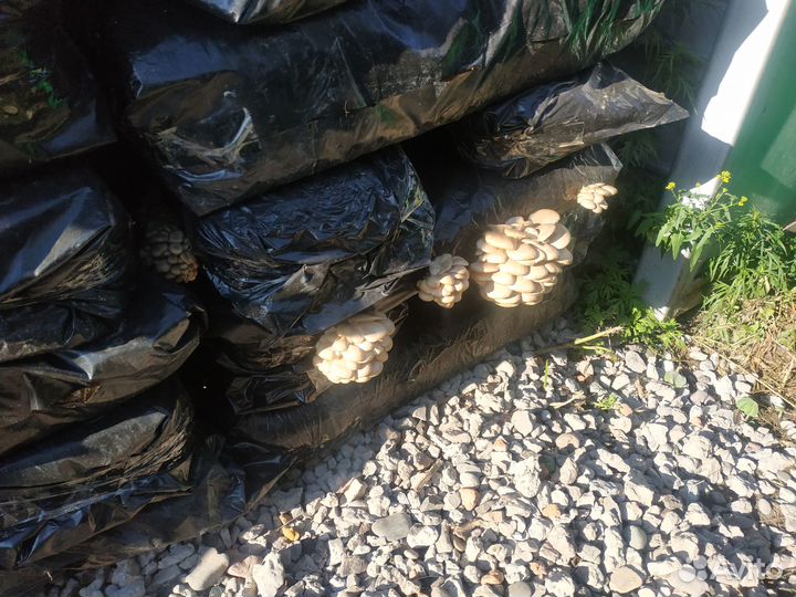 Отработанные Грибные блоки вешенки