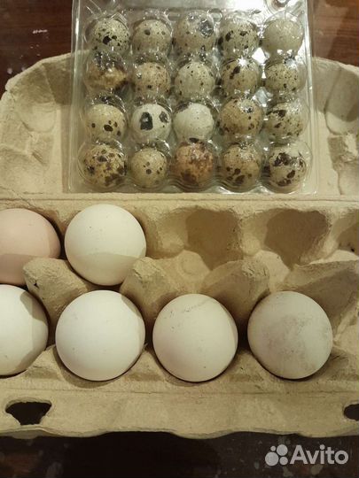 Яйца на инкубацию