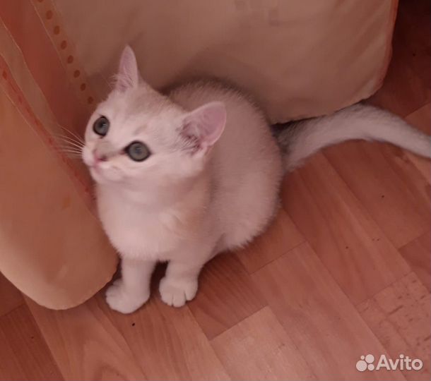 Британская