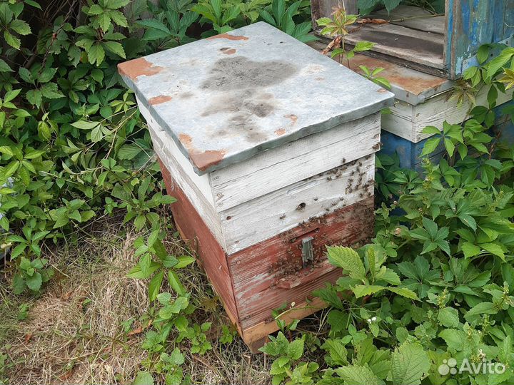 Пчелы с ульями