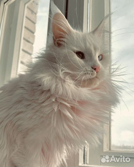 Мейн-кун девочка