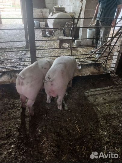 Продаётся хрячок