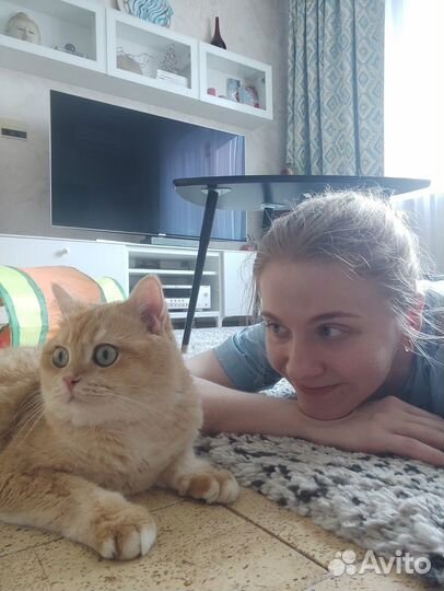 Котоняня, зооняня для собак и других питомцев