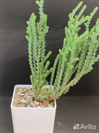 Суккуленты 3