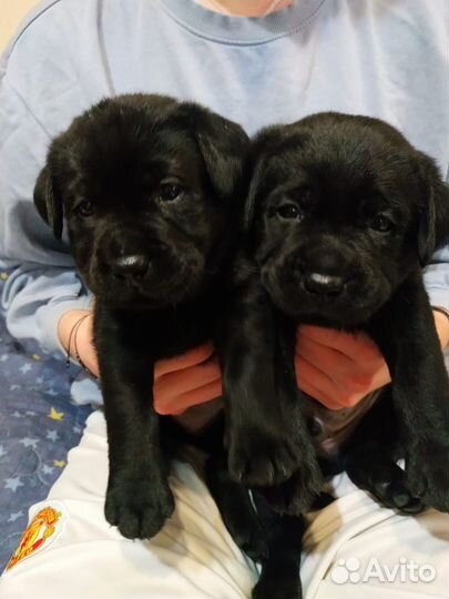 Щенки лабрадора