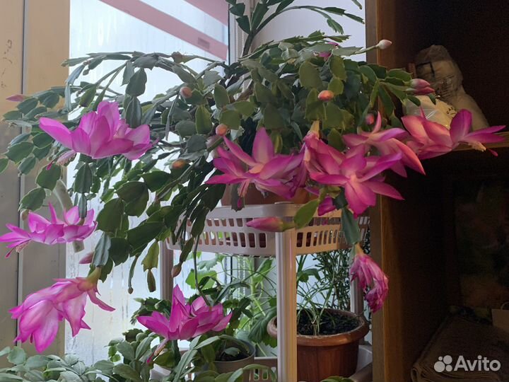 Комнатные цветы