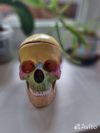 Череп анатомический
