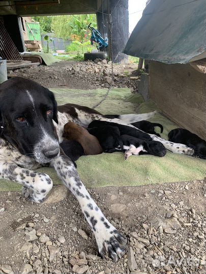 Алабай щенки в добрые руки