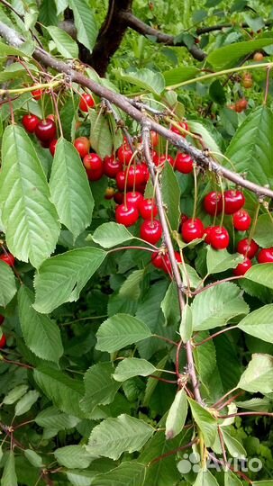 Саженцы черешни, вишни и вишнечерешневые гибриды