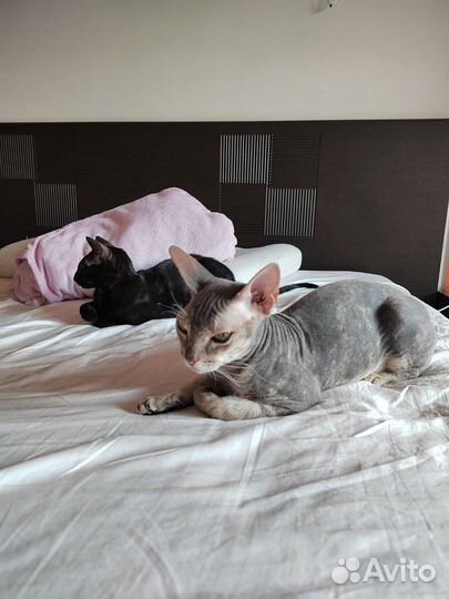 Две кошки подружки Ориентал и Сфинкс