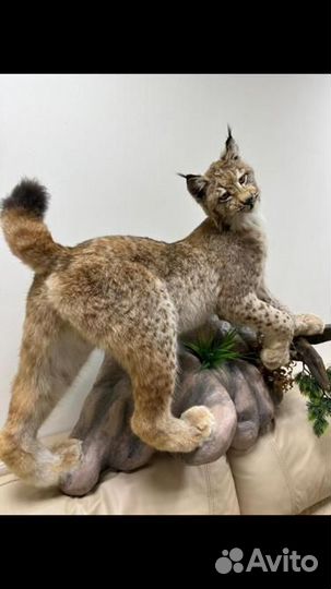 Чучело рыси (имитация)