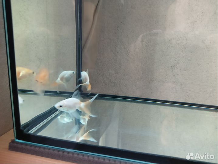 Аквариумные рыбки