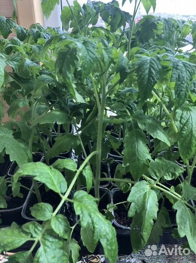 Рассада помидор (разные сорта) и петуньи