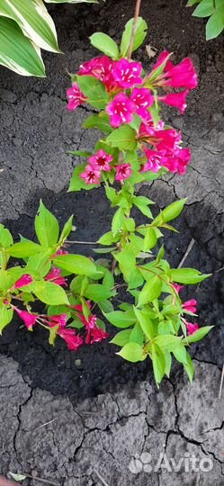 Многолетние цветы для сада:Брунерра бузульник и др