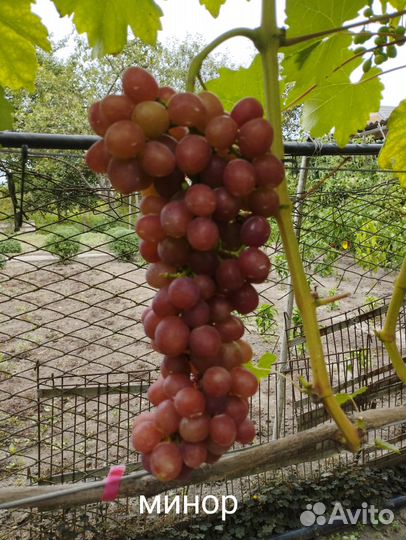 Вегетирующие саженцы винограда