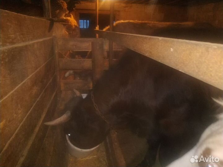 Корова телка