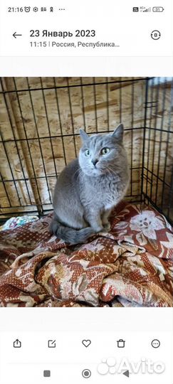 Кошка в дар