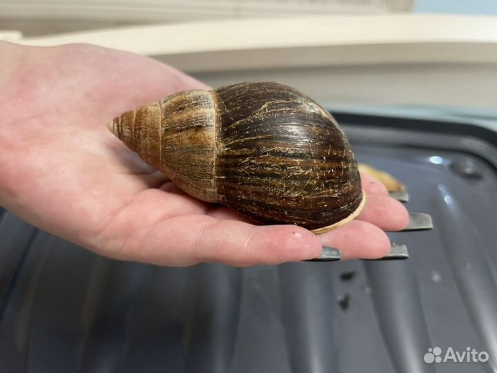 Улитки ахатины бесплатно