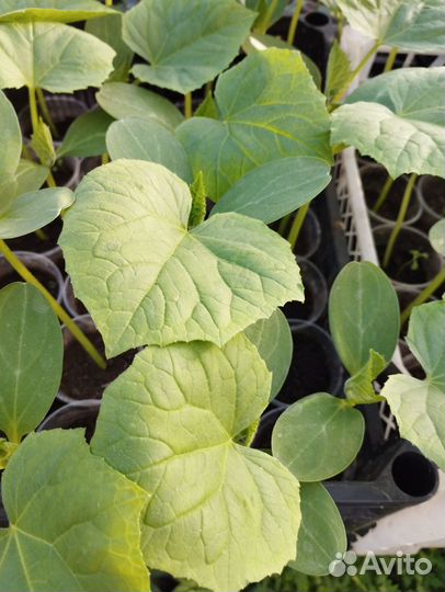 Рассада огурцов