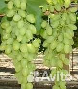Виноград