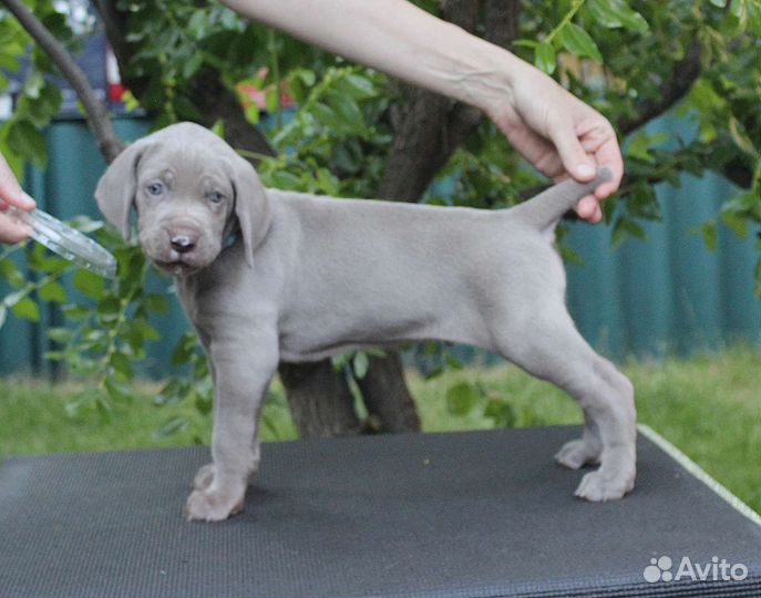 Веймарашки