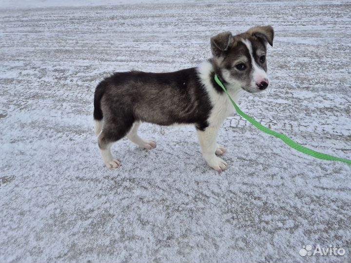 Милейший щенок девочка