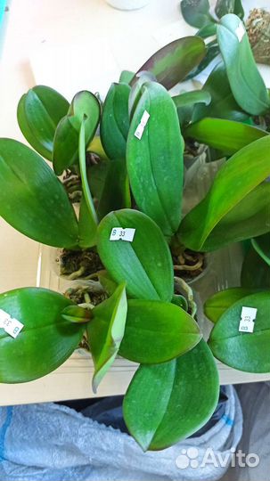 Орхидея фаленопсис