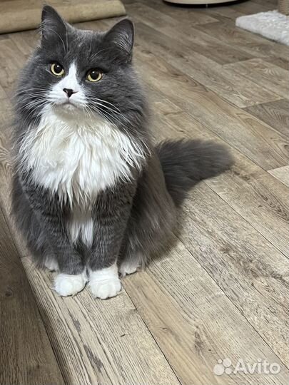 Кот в добрые руки