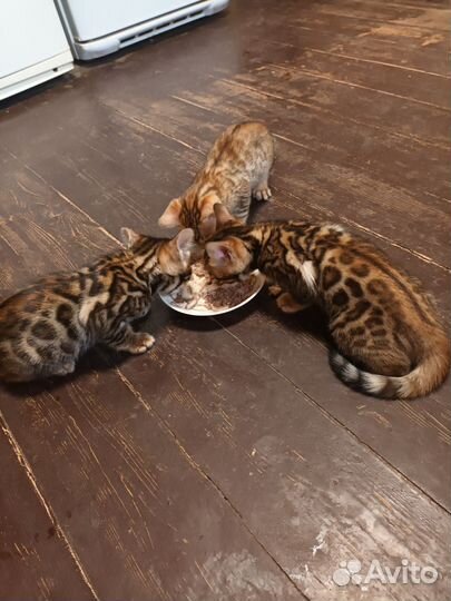 Бенгальская