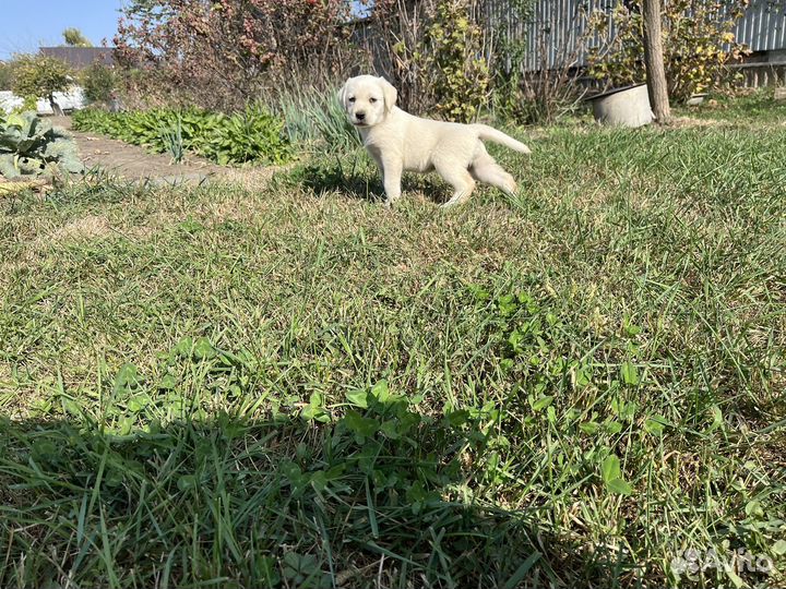 Собака лабрадор