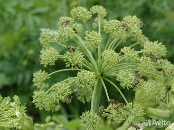 Мед 2024 года натуральный опт