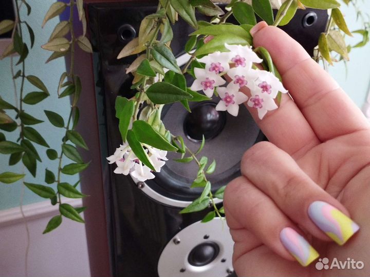 Пеларгония,Хойя Белла, орхидея фаленопсис