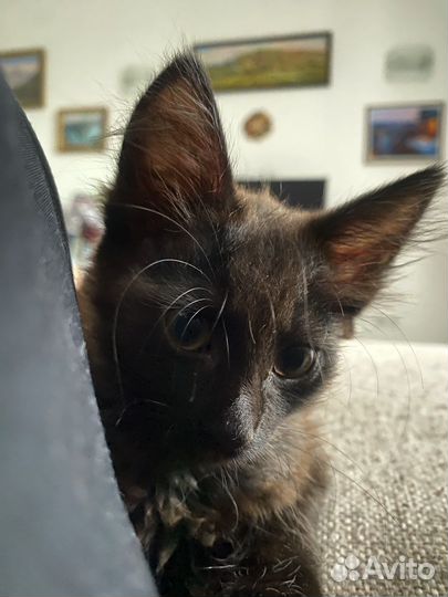 Котята мышеловы даром