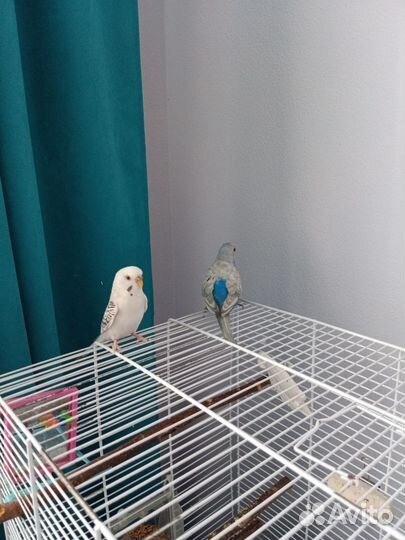 Волнистый попугай