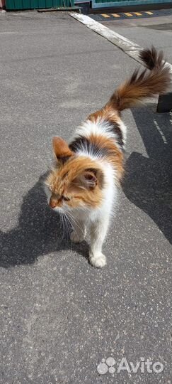 Кошка в дар