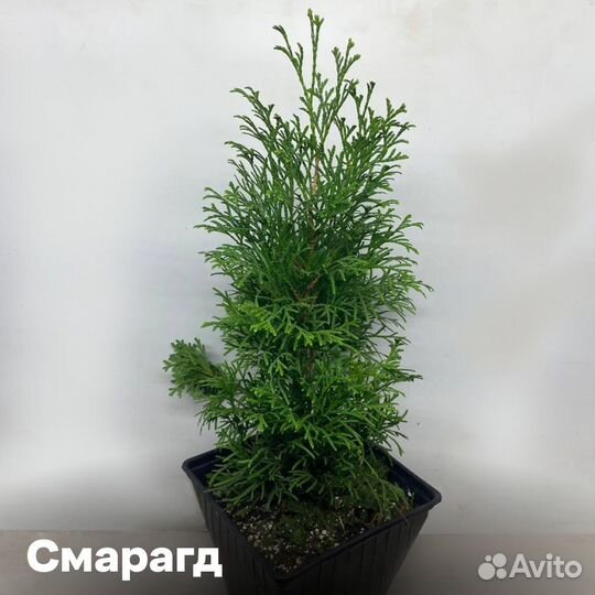Туя Смарагд 30-45см. Мощная корневая. Много сортов