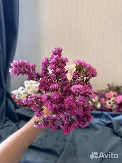 Сухоцветы для творчества, Статица