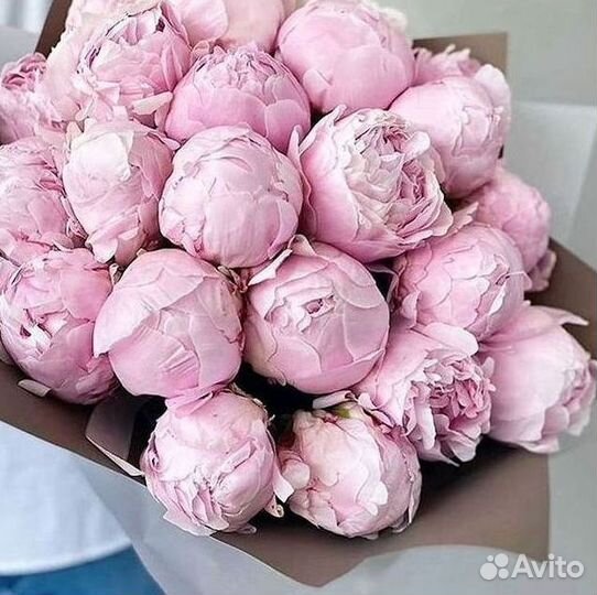 Пионы Букет пионов
