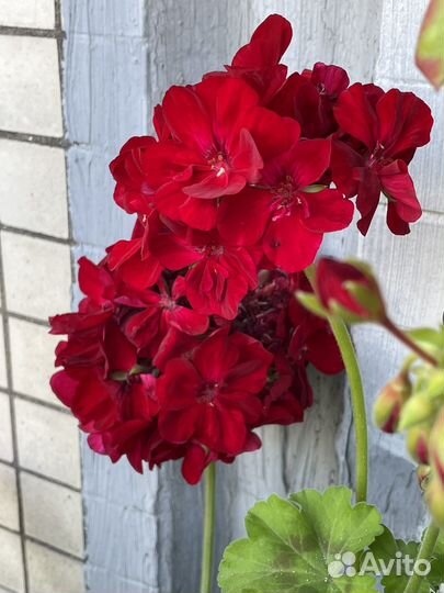 Пеларгония Calliope Dark Red