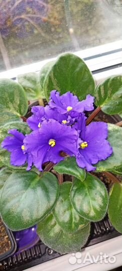 Сенполия виола фиалка