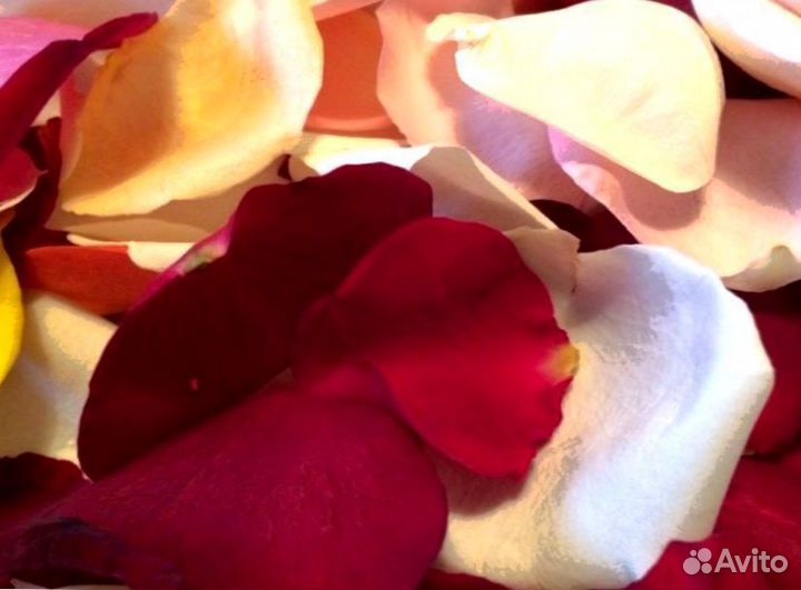 Лепестки роз