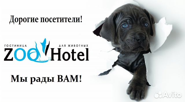 Работа с животными (зооняня)