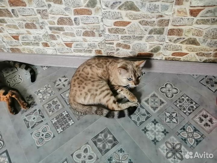 Бенгальская кошка беременная