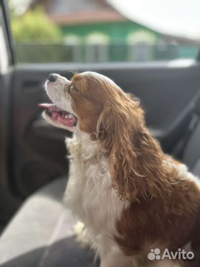 Кавалер кинг чарльз спаниель вязка