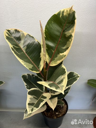 Фикус эластика тинеке