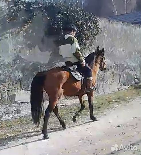 Продам жеребца (5 лет)