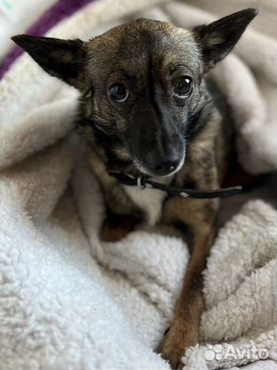 Маленькая девочка той терьер в добрые руки