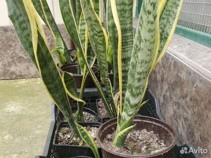 Сансевиерия Лауренти