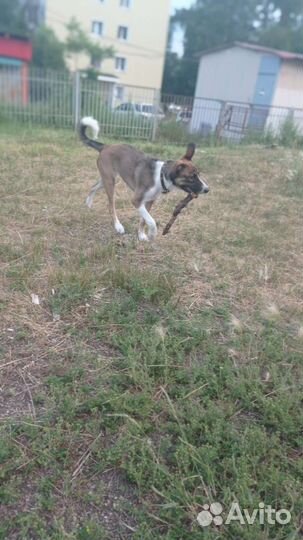 Собака в добрые руки щенок